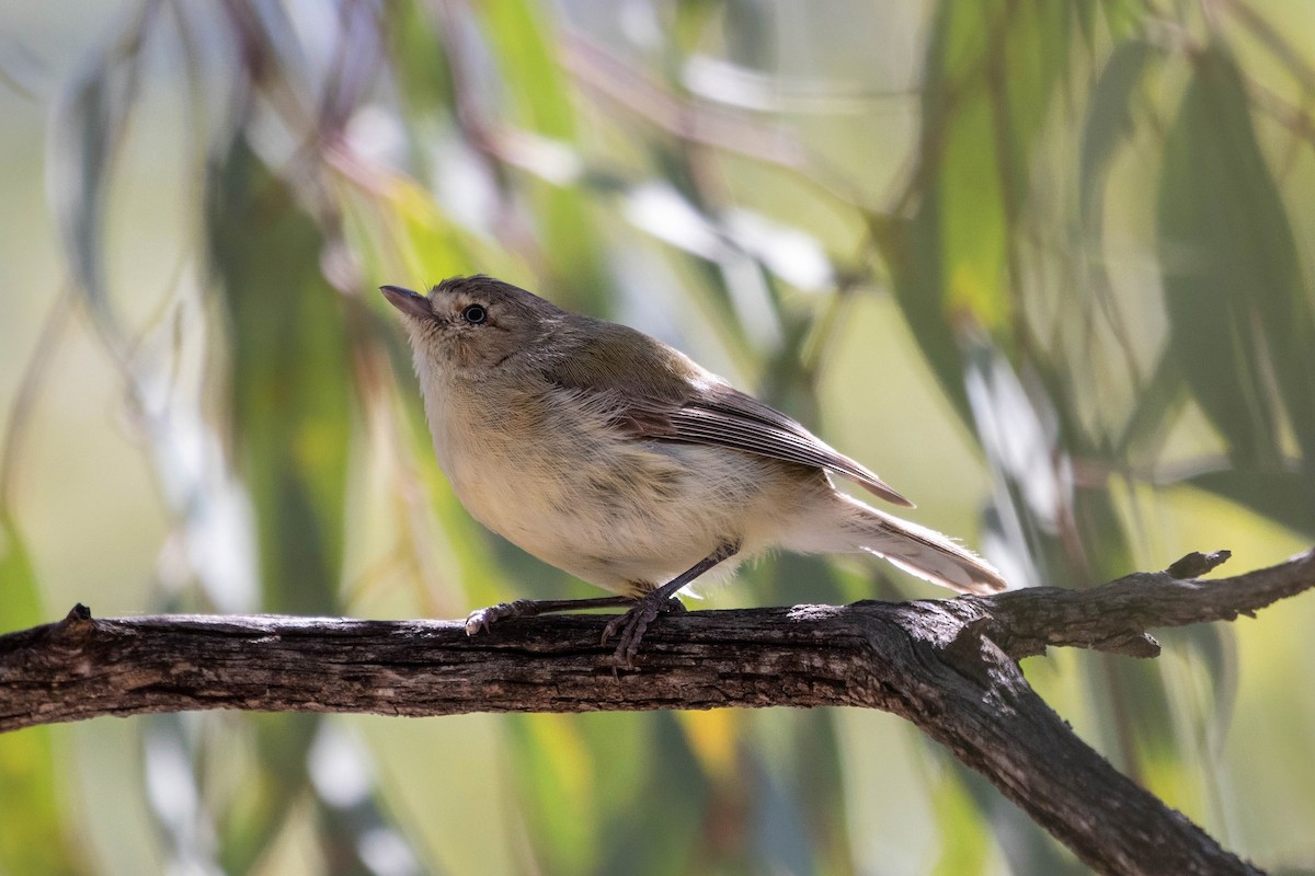 stumpnebb - ML647528027