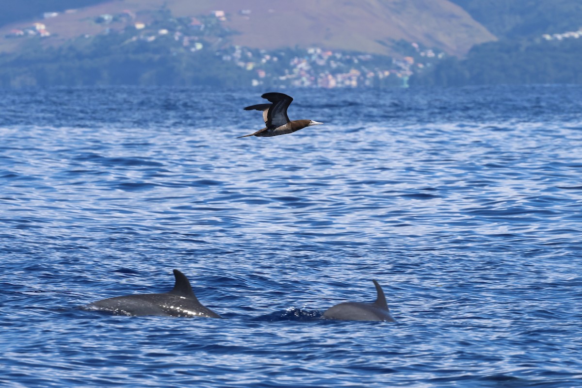 Brown Booby - ML647528047