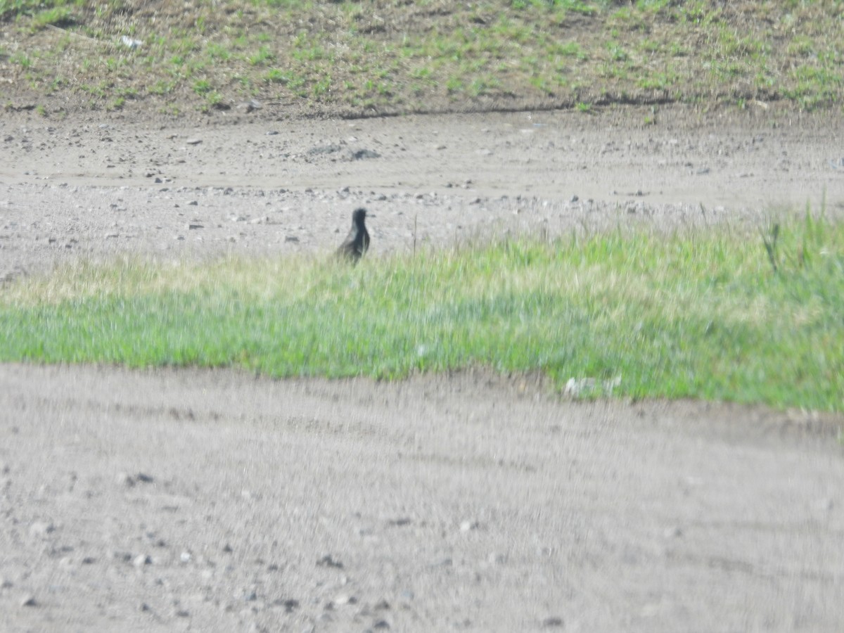 European Starling - ML647528057