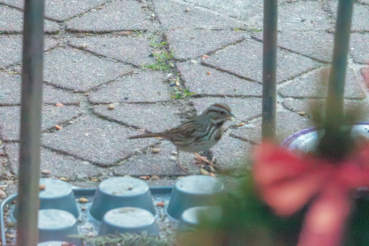 Song Sparrow - ML647528064
