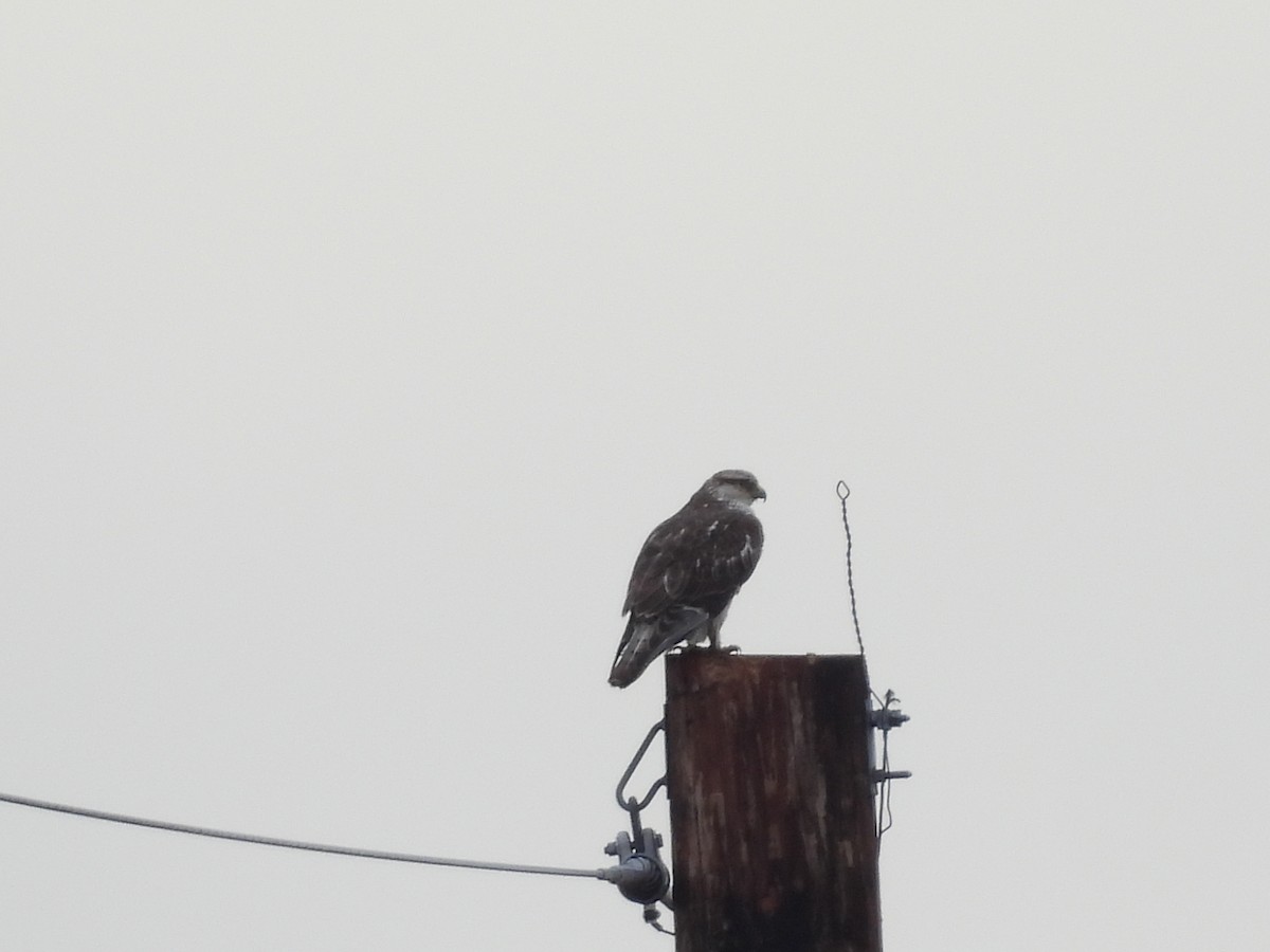 kongevåk - ML647528065