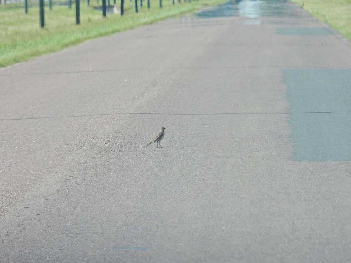 Chalk-browed Mockingbird - ML647528066