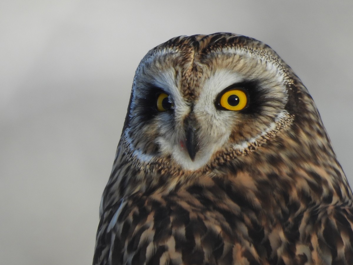 Short-eared Owl - ML647528068