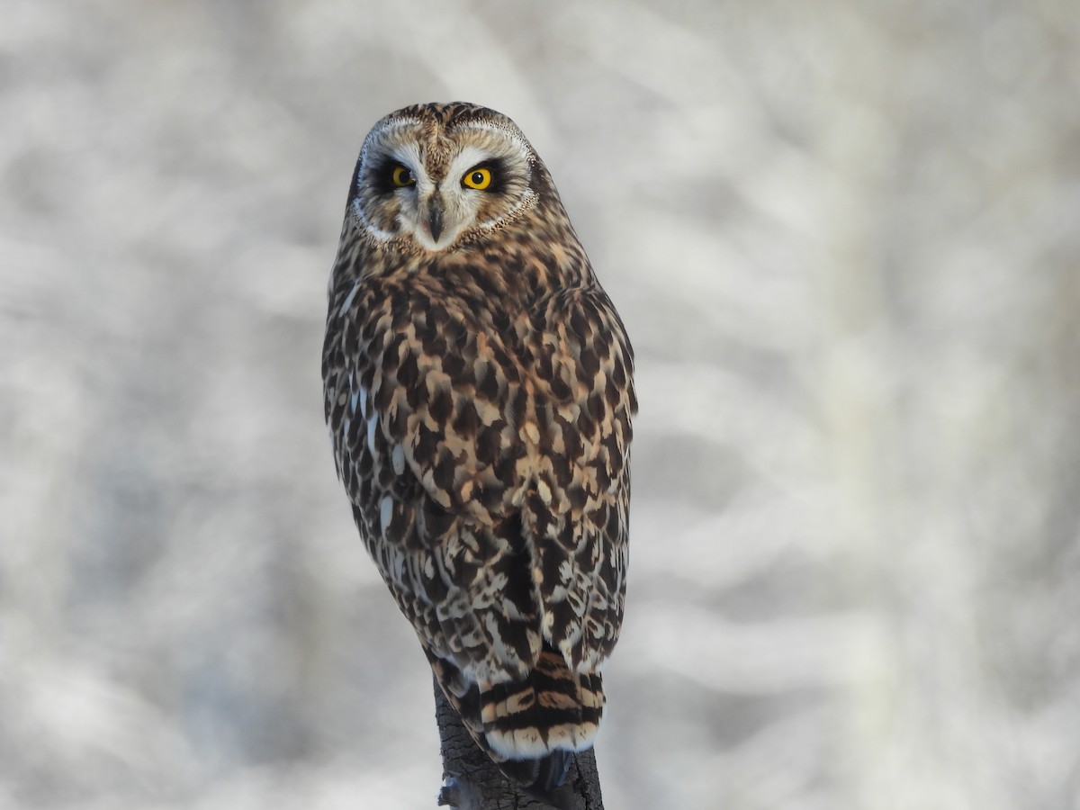Short-eared Owl - ML647528069