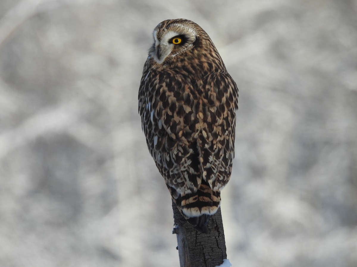 Short-eared Owl - ML647528070