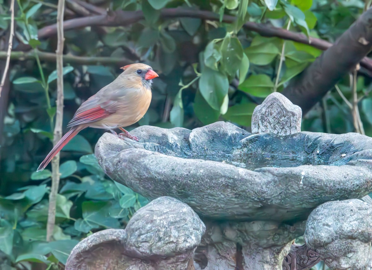 Northern Cardinal - ML647528071