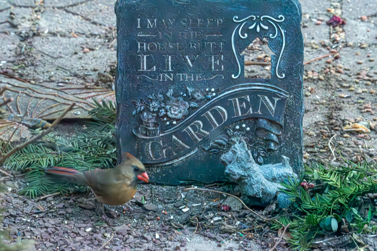 Northern Cardinal - ML647528072