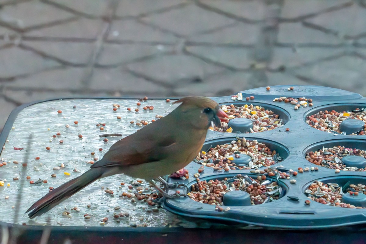 Northern Cardinal - ML647528073