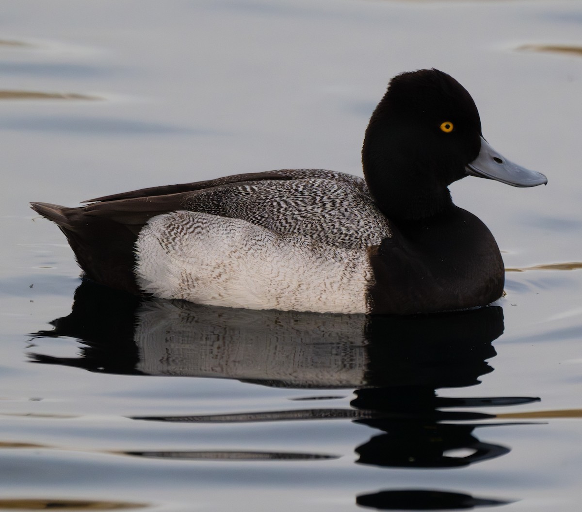 Lesser Scaup - ML647528074