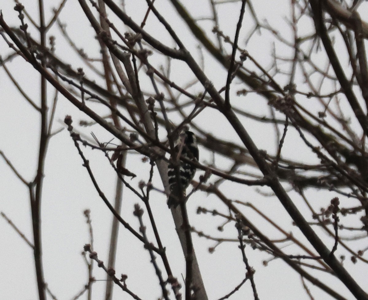 Lesser Spotted Woodpecker - ML647528075