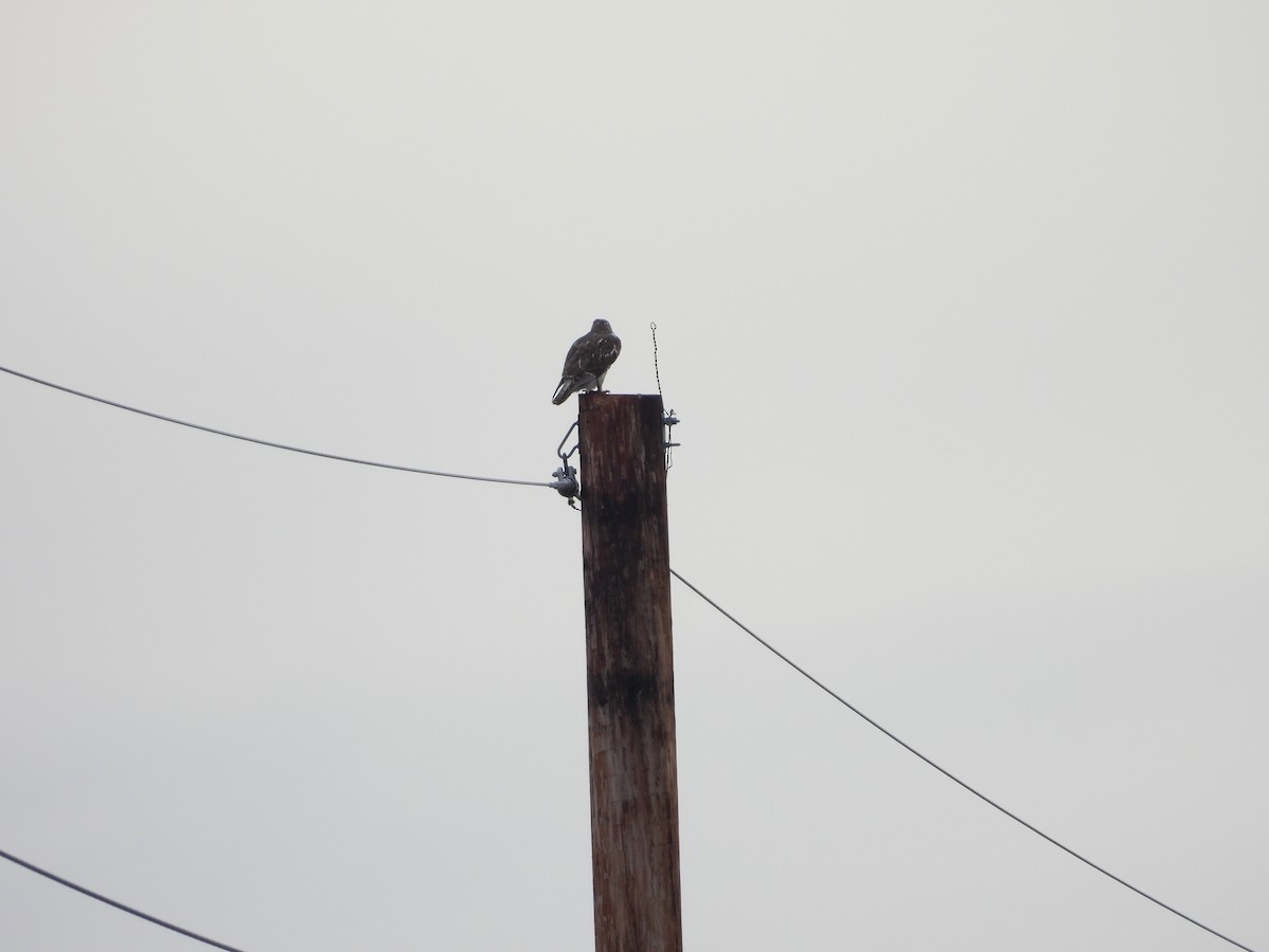 Accipitrine hawk sp. (former Accipiter sp.) - ML647528076