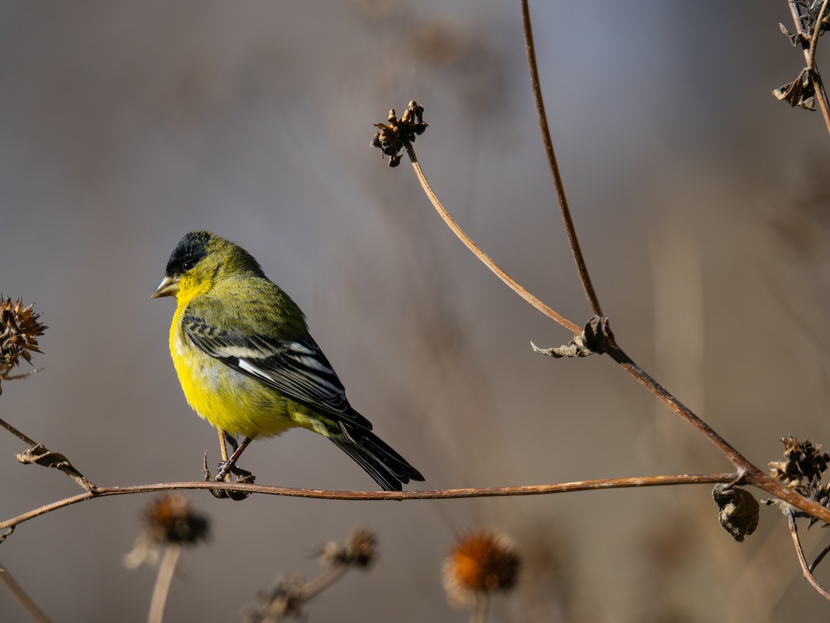Lesser Goldfinch - ML647528077