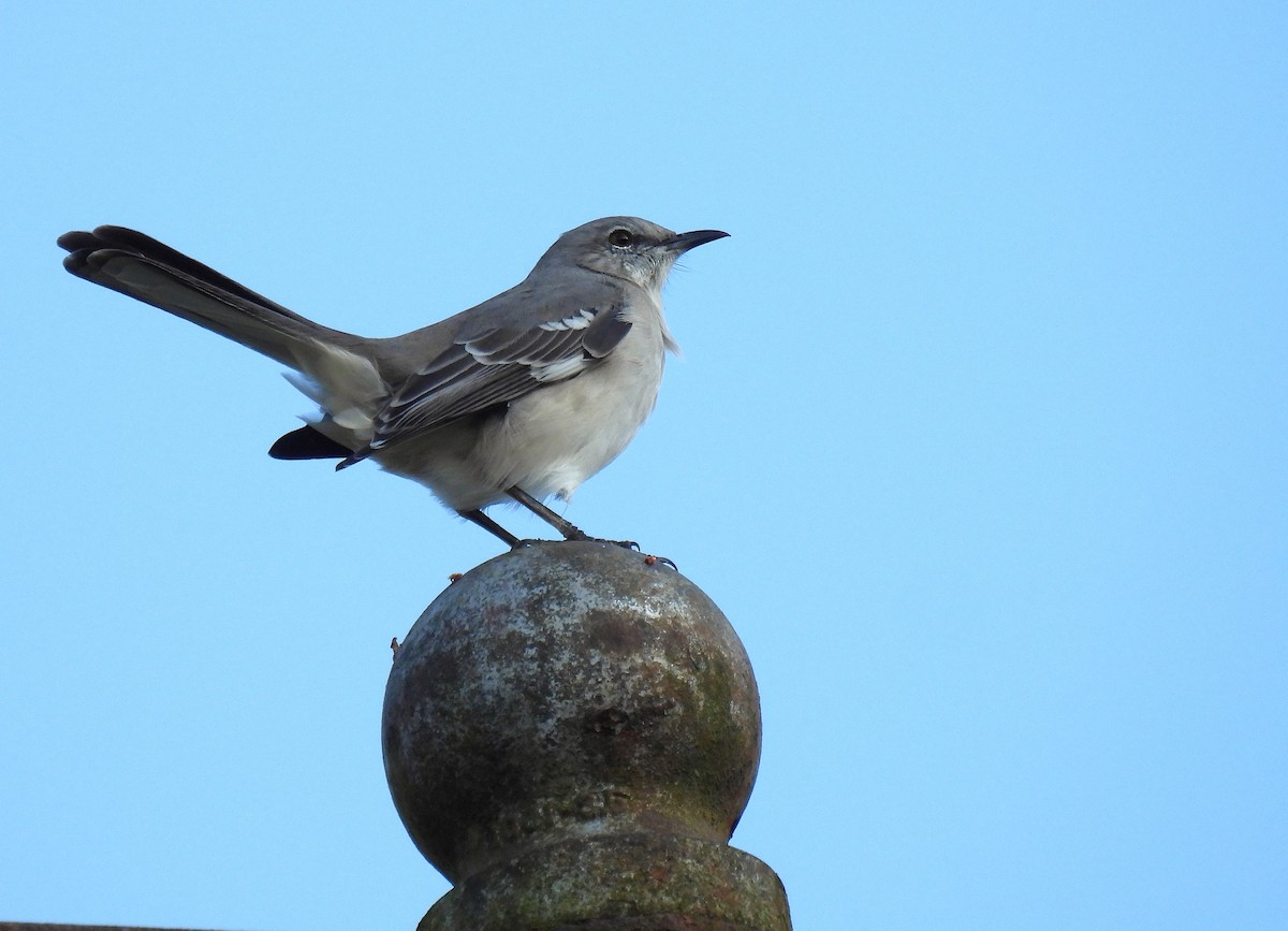 Northern Mockingbird - ML647528078