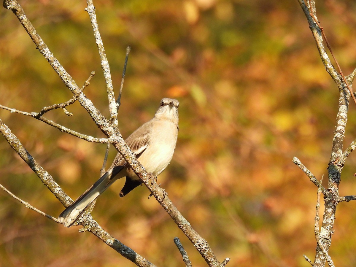 Northern Mockingbird - ML647528079