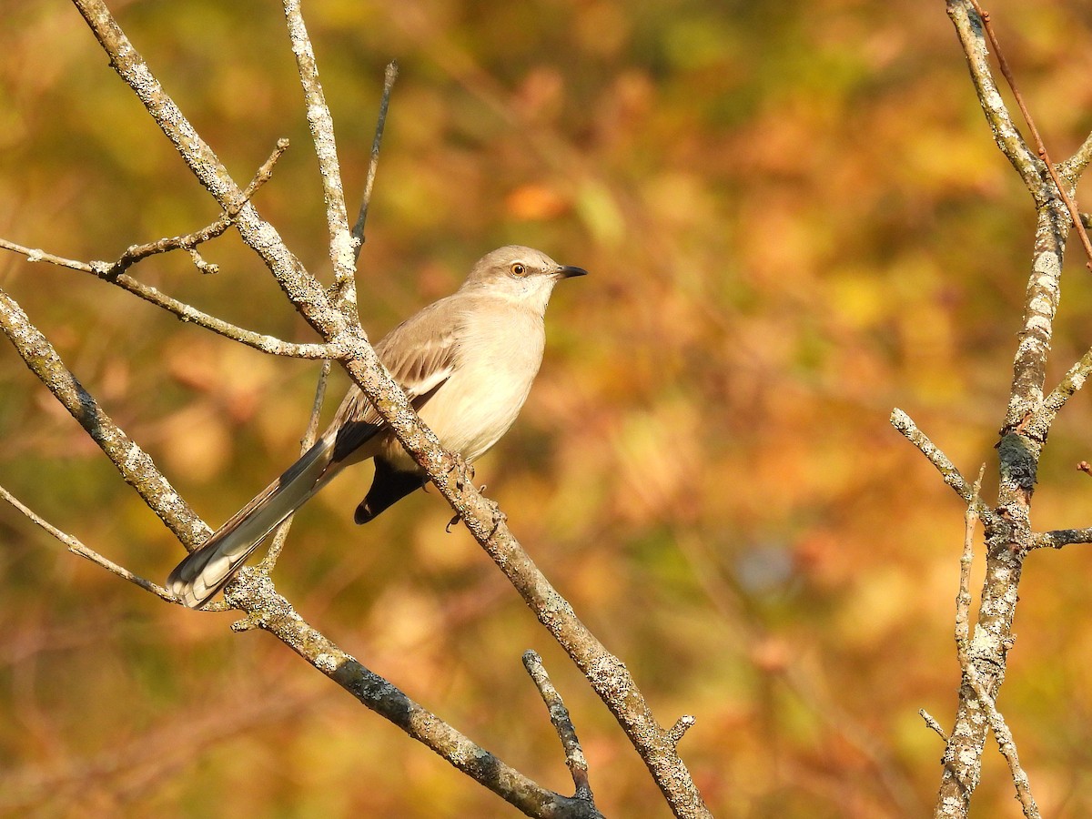 Northern Mockingbird - ML647528080