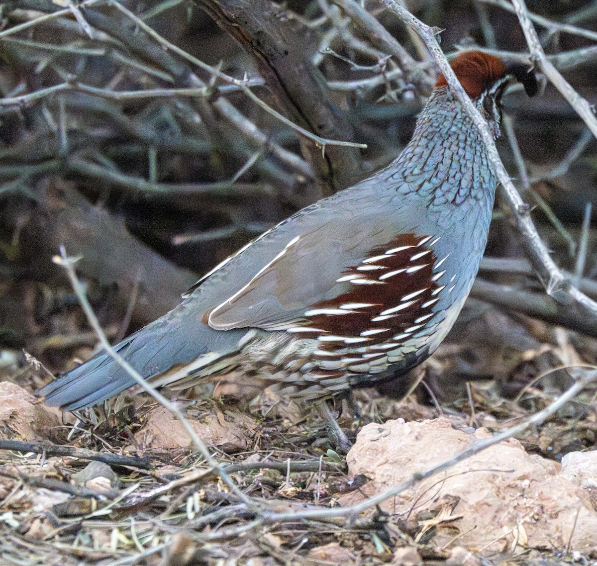 Gambel's Quail - ML647528081