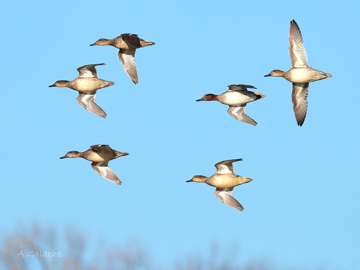 Green-winged Teal - ML647528082