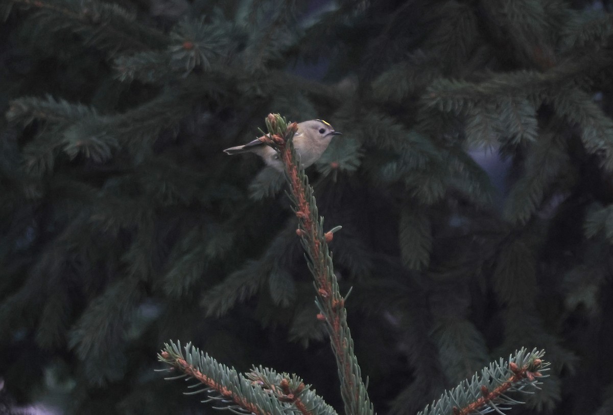 Goldcrest - ML647528084