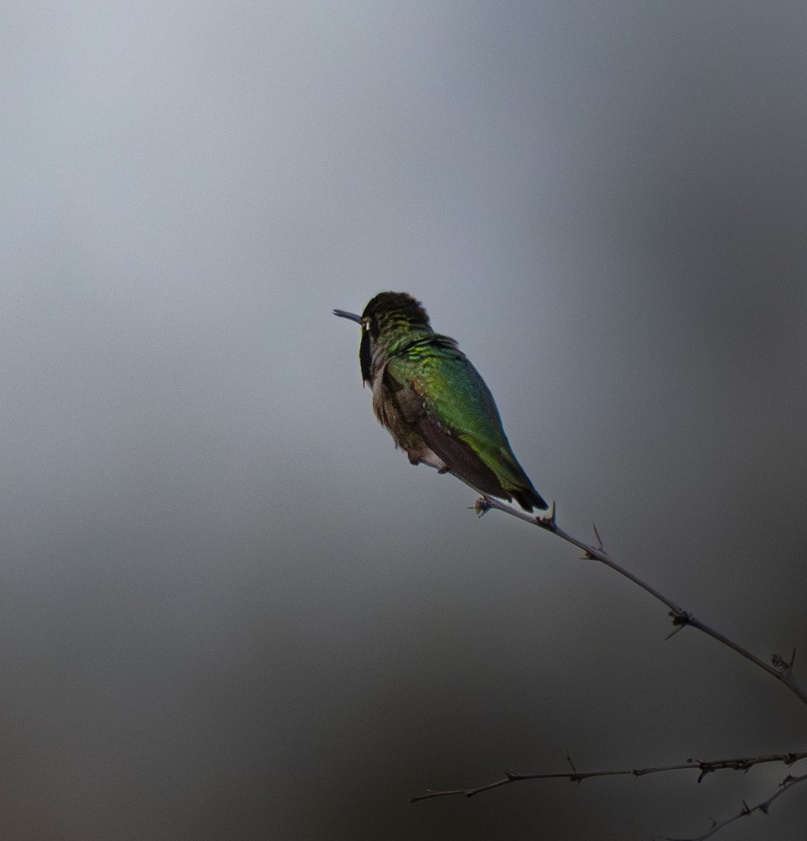 Anna's Hummingbird - ML647528088