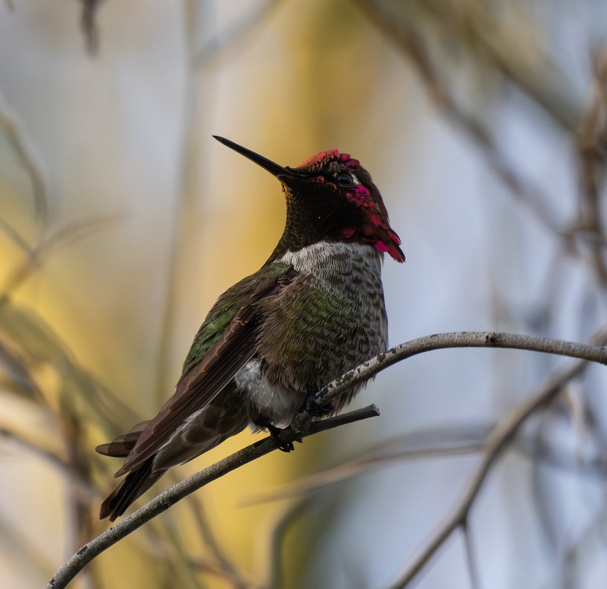 Anna's Hummingbird - ML647528089