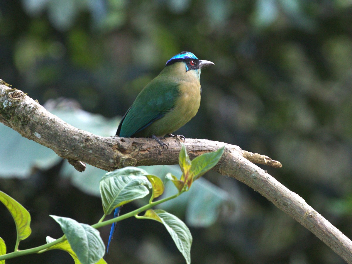 Andean Motmot - ML647528090