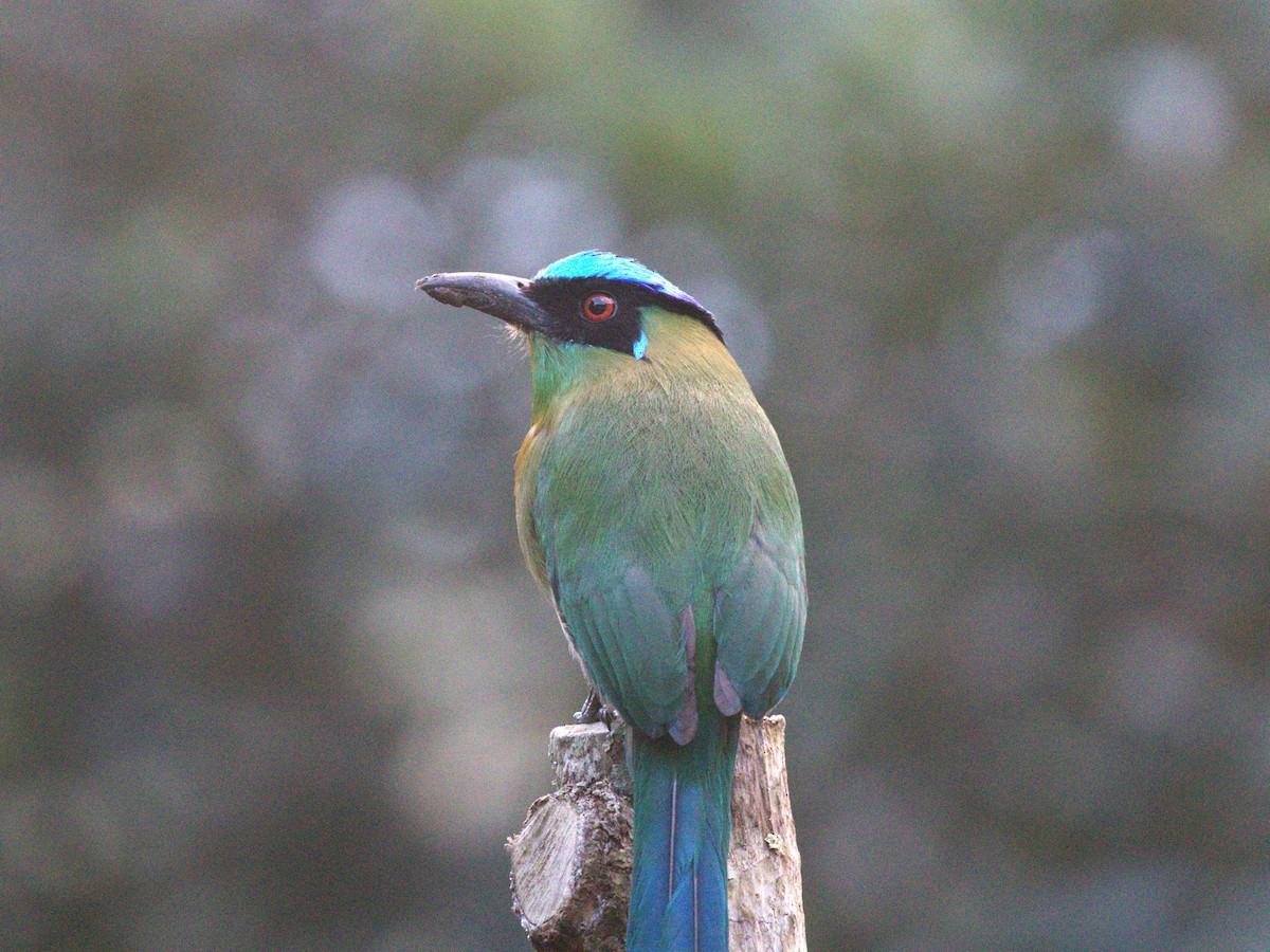 Andean Motmot - ML647528091