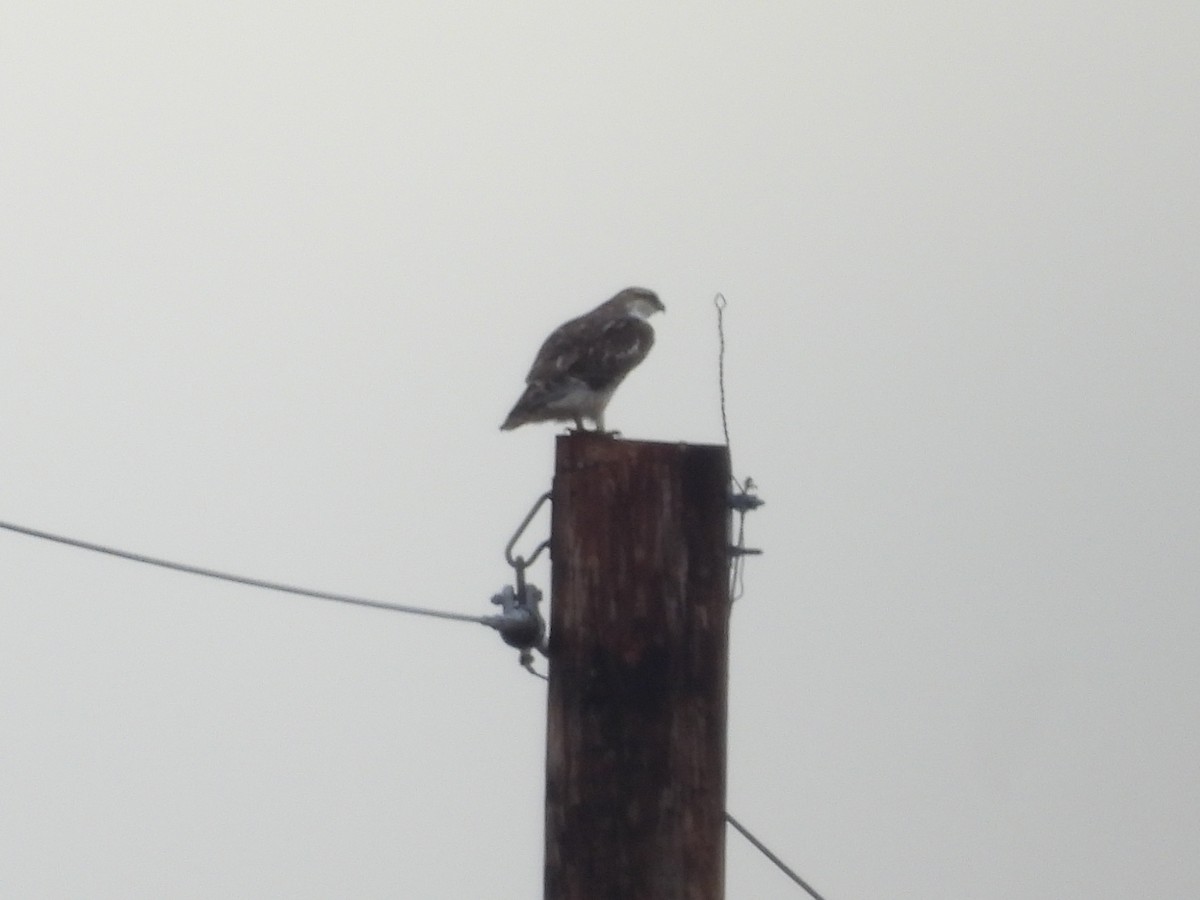 Accipitrine hawk sp. (former Accipiter sp.) - ML647528092