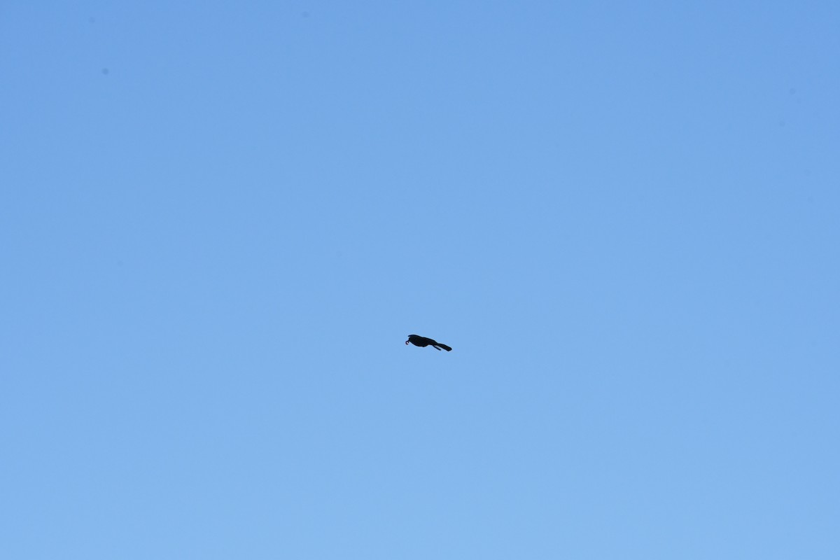 Great-tailed Grackle - ML647528094