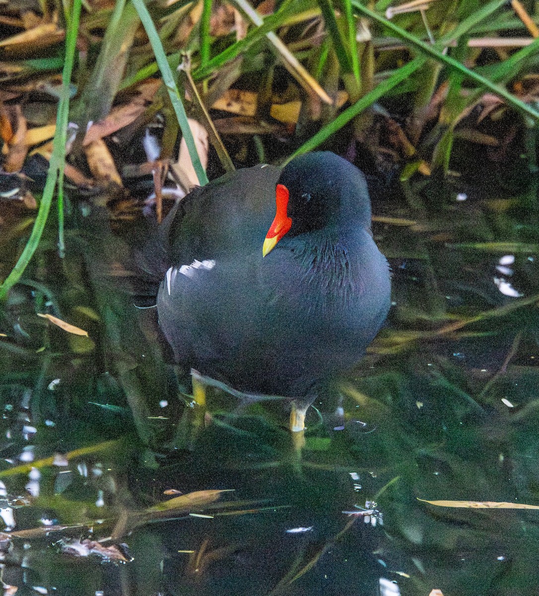 Common Gallinule - ML647528095