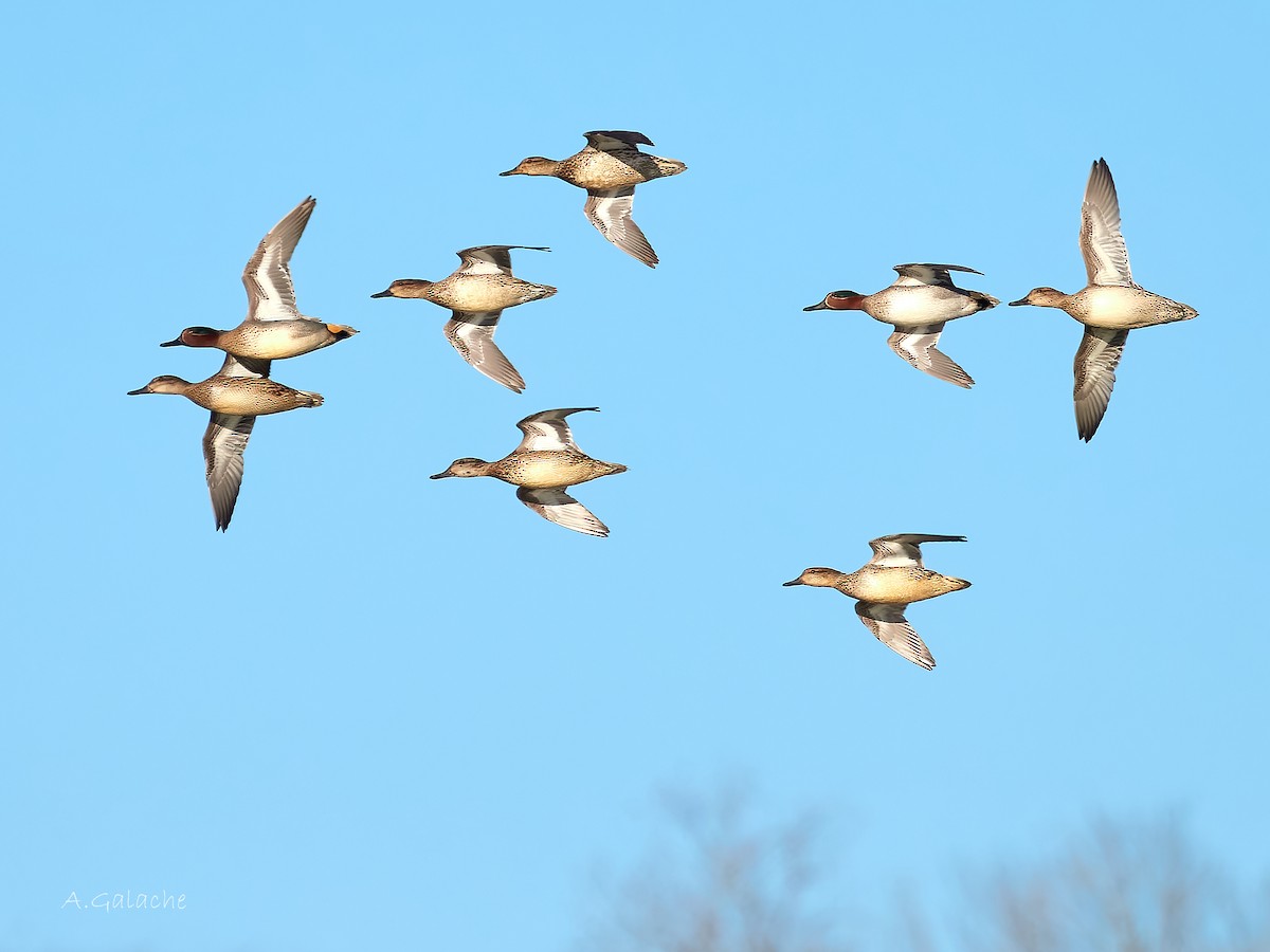 Green-winged Teal - ML647528098