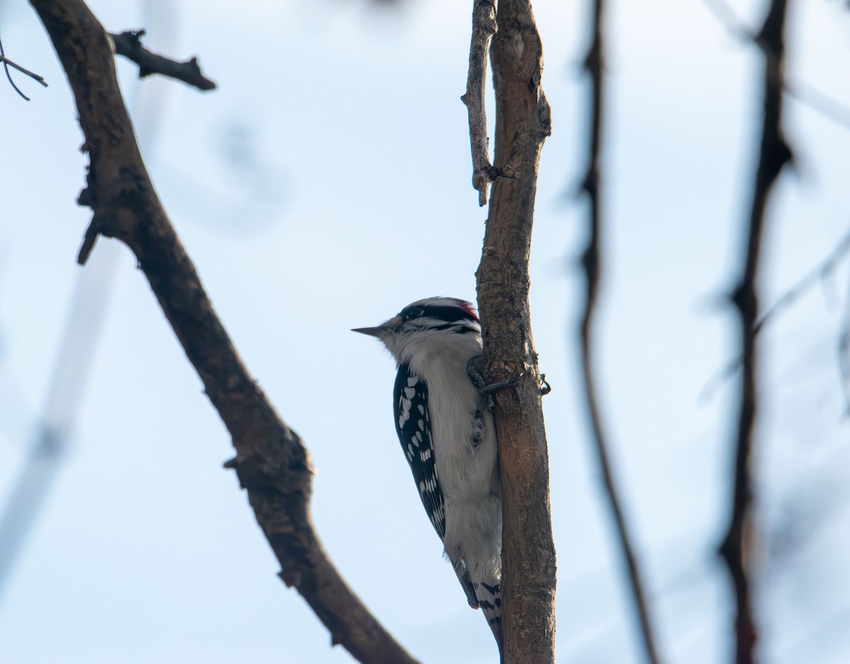 Downy Woodpecker - ML647528103