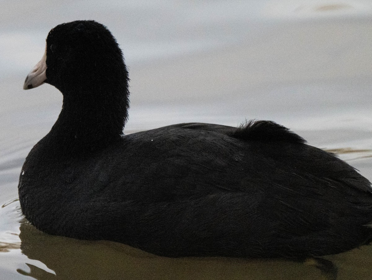 American Coot - ML647528104