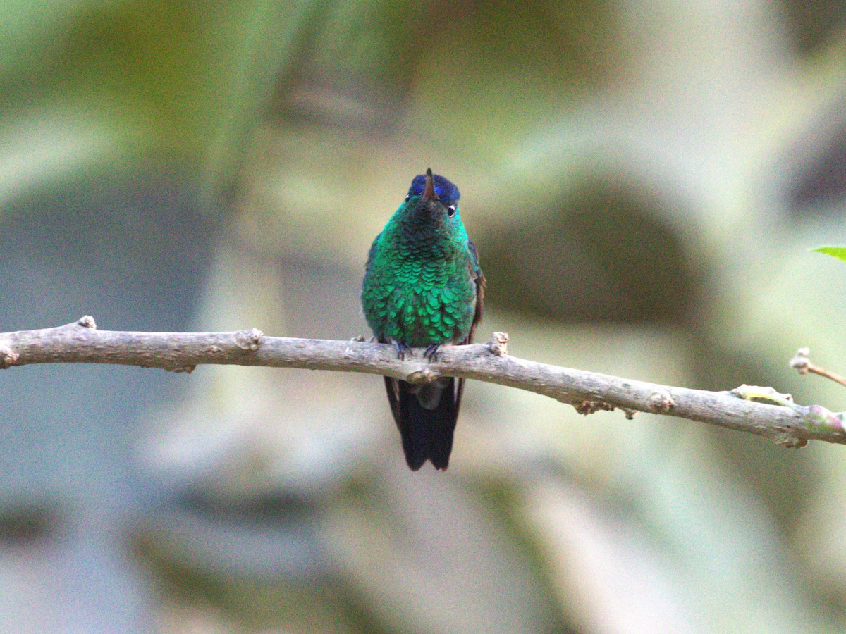 Амазилія-берил сапфіроволоба - ML647528107