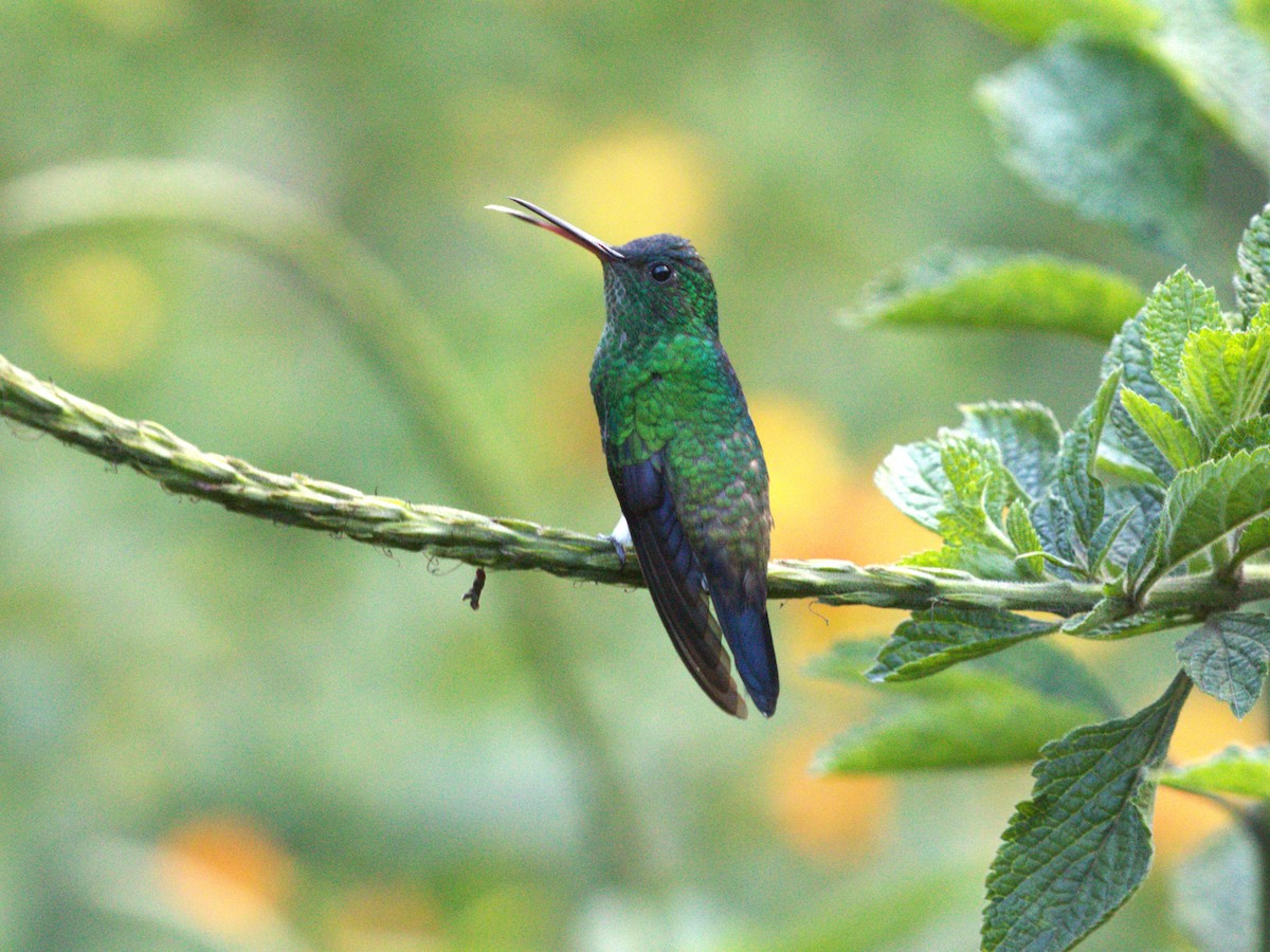 Амазилія-берил сапфіроволоба - ML647528108