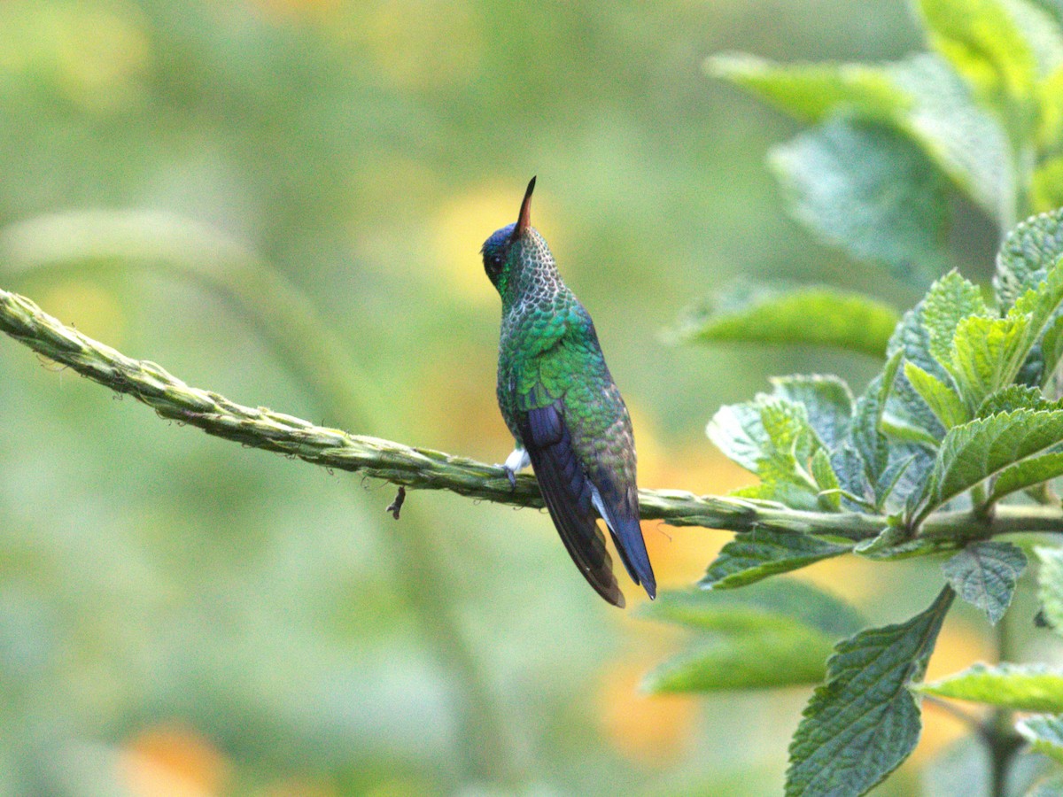 Амазилія-берил сапфіроволоба - ML647528109