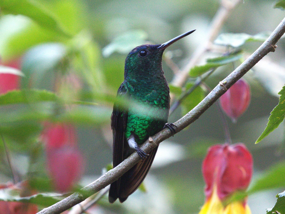 Амазилія-берил сапфіроволоба - ML647528110