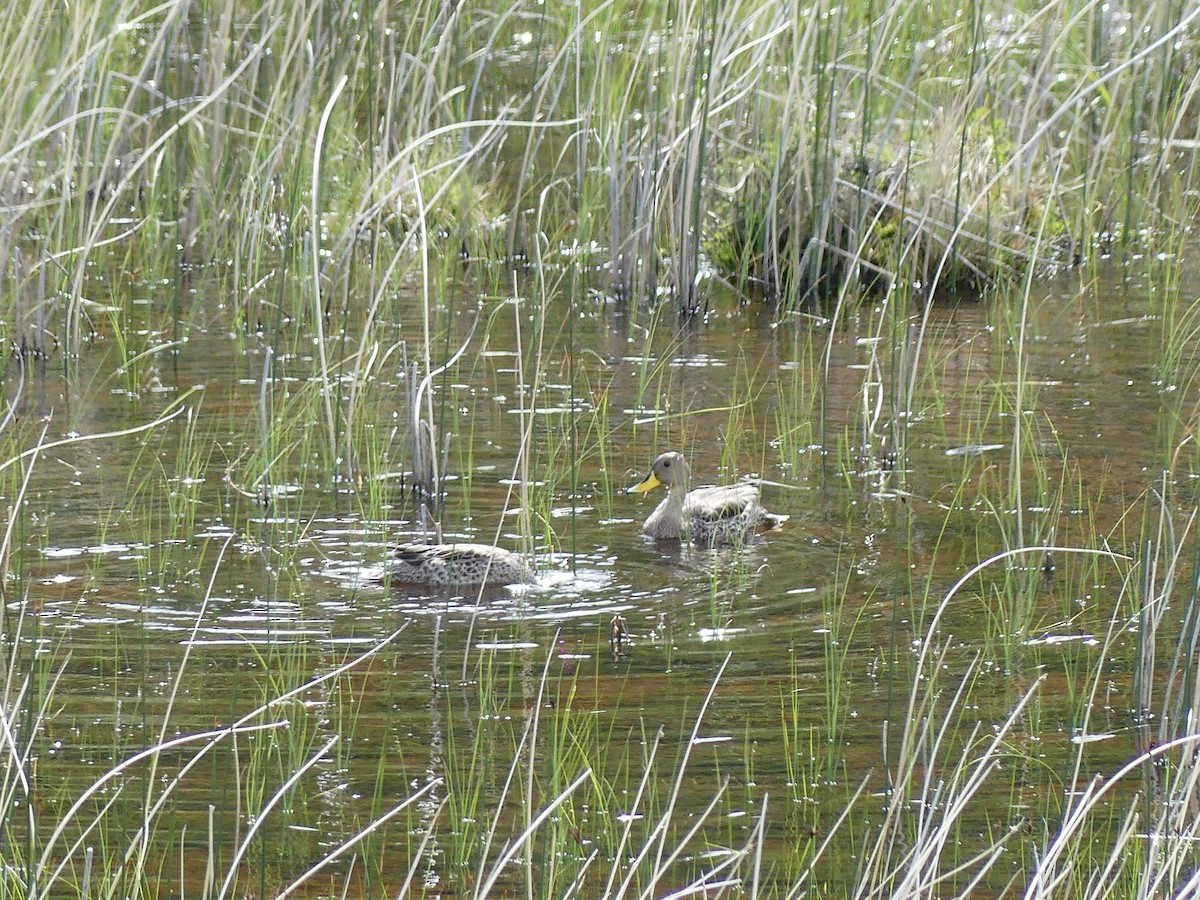Шилохвіст жовтодзьобий - ML647528129