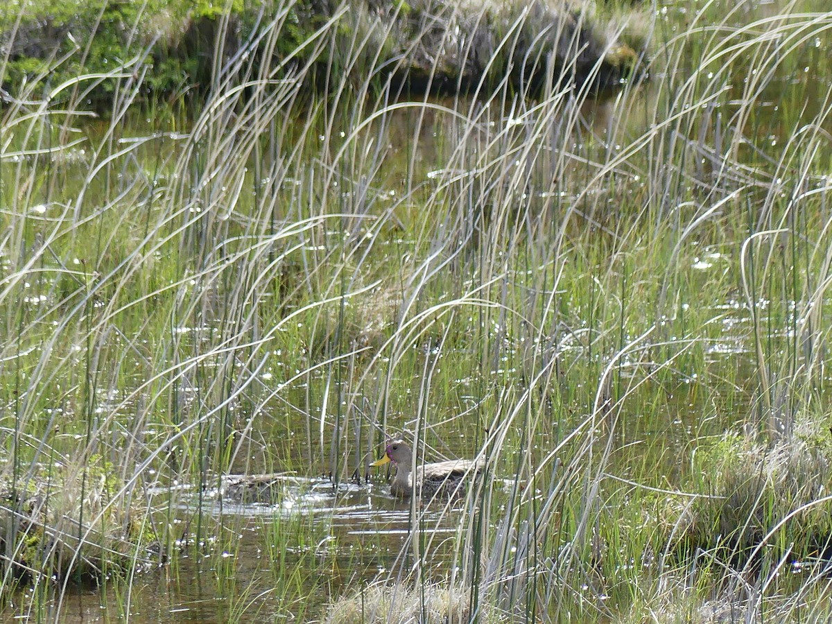 Шилохвіст жовтодзьобий - ML647528130