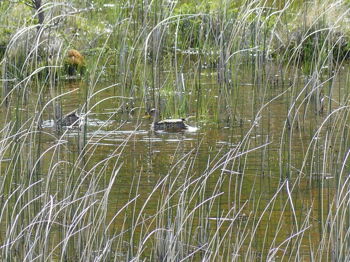 Шилохвіст жовтодзьобий - ML647528131