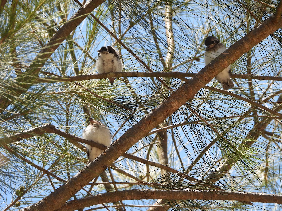 Leaden Flycatcher - ML647528144