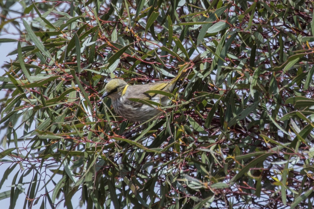Медник смугастоволий - ML647528160