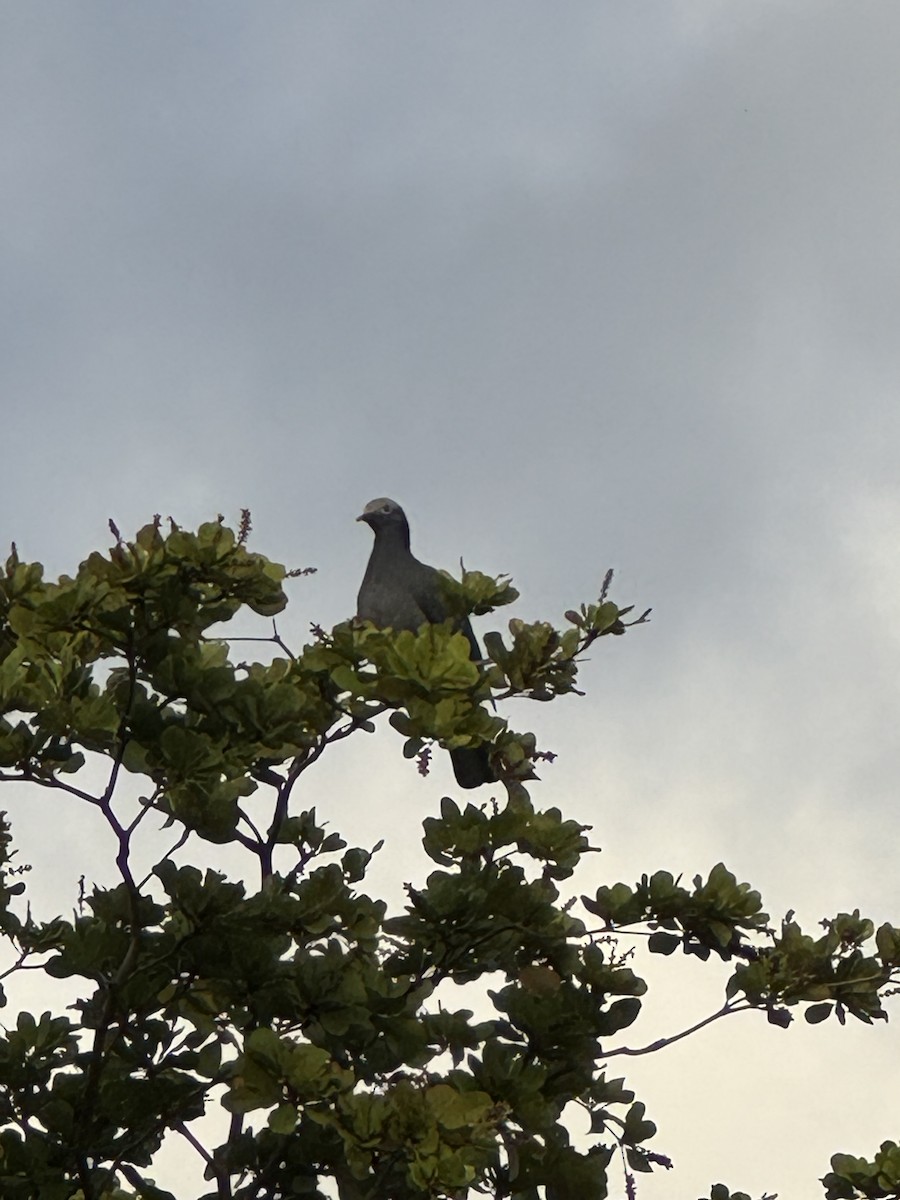 White-crowned Pigeon - ML647528161