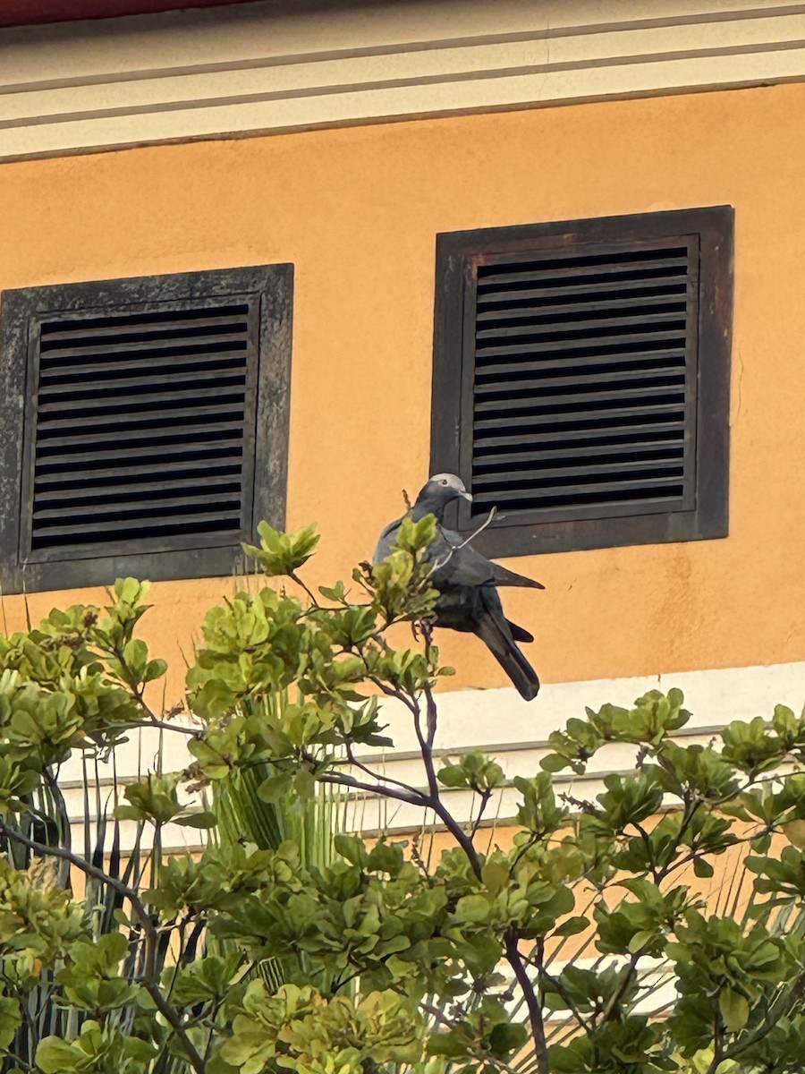 White-crowned Pigeon - ML647528162