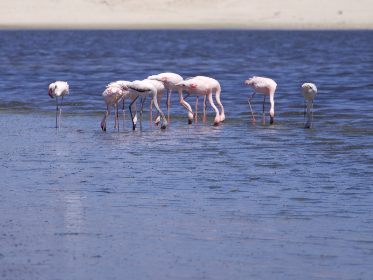 Zwergflamingo - ML647528164