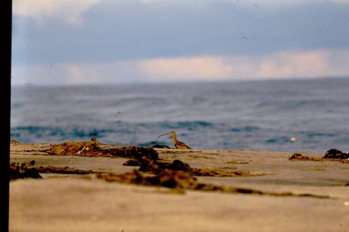 Courlis de Sibérie - ML647528171