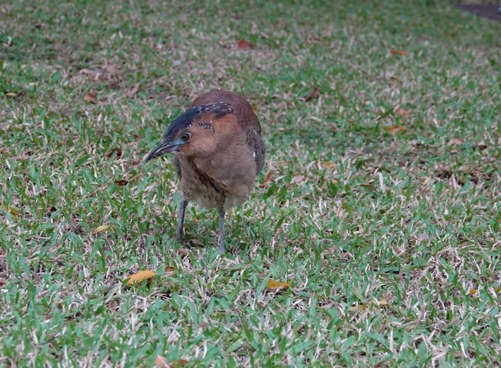 Malay Gece Balıkçılı - ML647528178