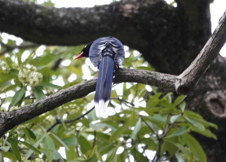 Taiwan Blue-Magpie - ML647528181