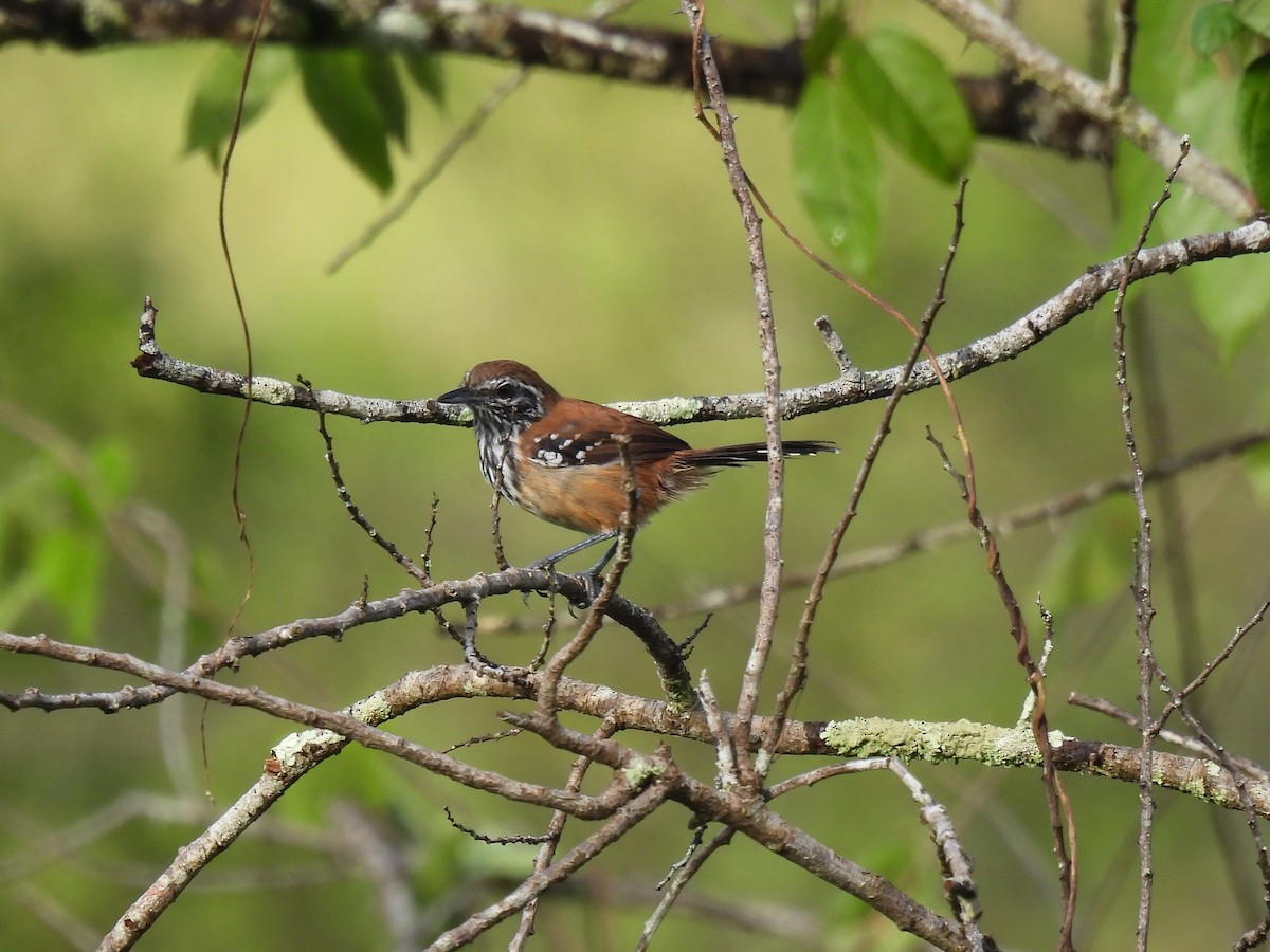 Rusty-backed Antwren - ML647528182