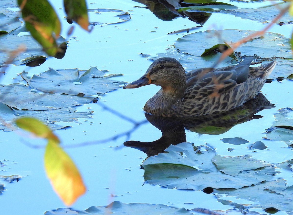 Крижень звичайний - ML647528188
