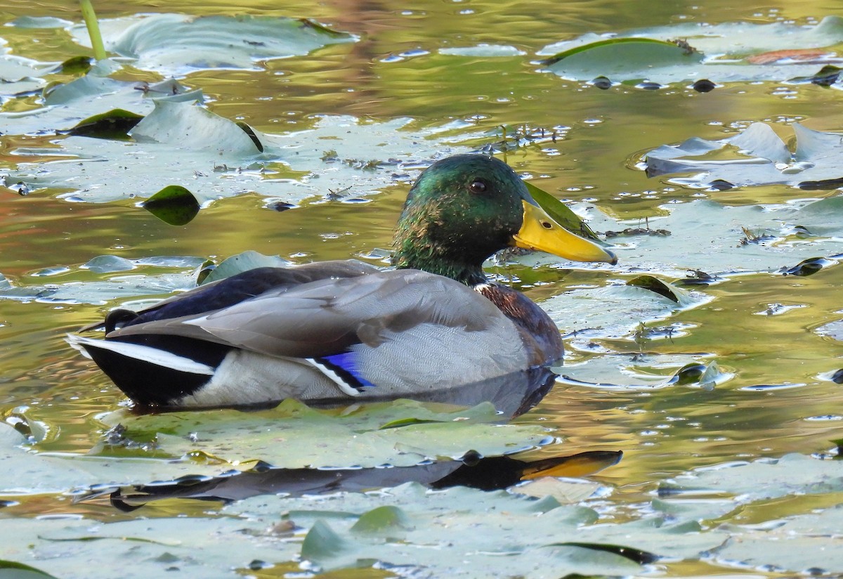 Крижень звичайний - ML647528190